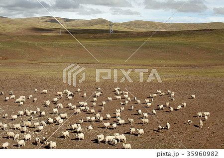 チベット鉄道から見たチベット高原。2016/9/17 チベット鉄道から見たチベット高原。2016/9/17 35960982