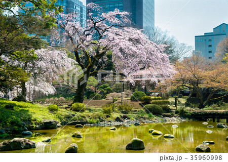 小石川後楽園　枝垂れ桜 35960998