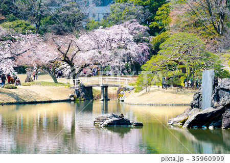 小石川後楽園 大泉水と桜 小石川後楽園 大泉水と桜 35960999