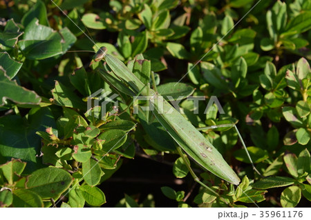 オオカマキリ オオカマキリ 35961176