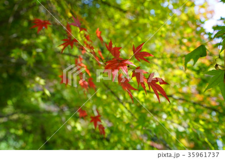 モミジ・紅葉 35961737