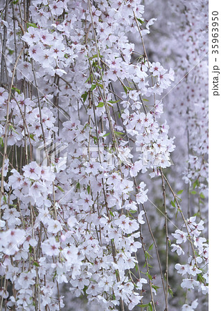 しだれ桜 35963950