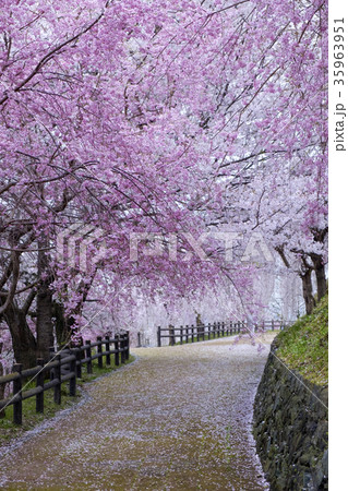 桜の道 35963951
