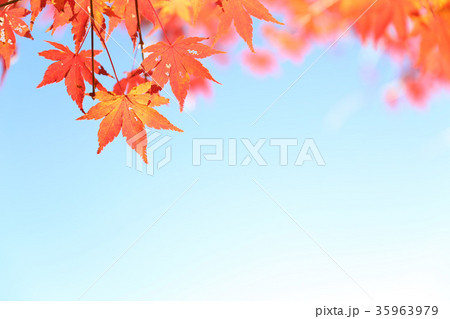 紅葉 35963979