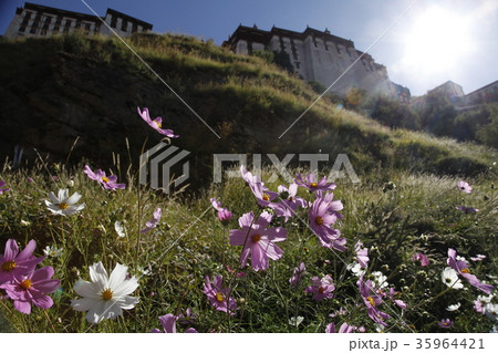 ポタラ宮殿の裏側のコスモス。2016/9/18 35964421