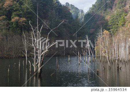 木曽自然湖の朝 35964534