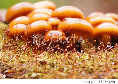 天然　なめこ　群生 35964649