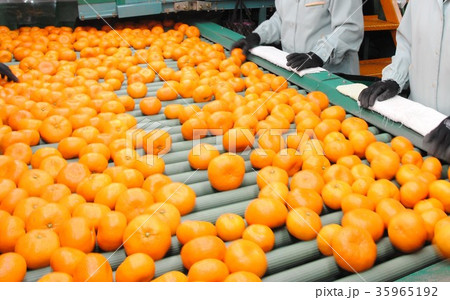 ミカン 35965192