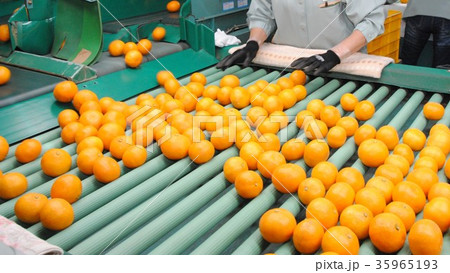 ミカン 35965193