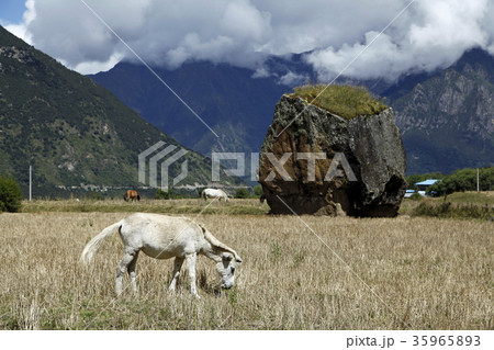 峡谷の中の白いロバ。2016/9/19 35965893
