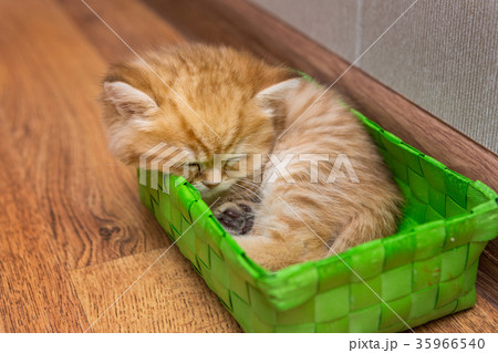 Sleepy British kitten 35966540
