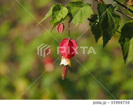 チロリアンランプ 35966736