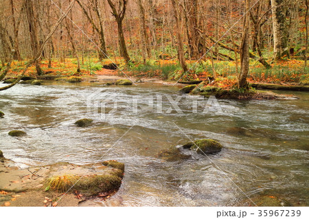 奥入瀬の晩秋 35967239