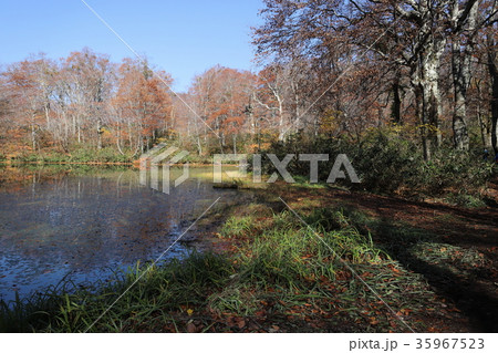 刈込池 トレッキング7（福井県 大野市 ハイキング） 35967523