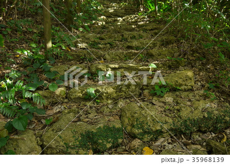 山の中の階段 山の中の階段 35968139