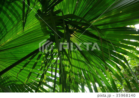 日に透けた葉 35968140