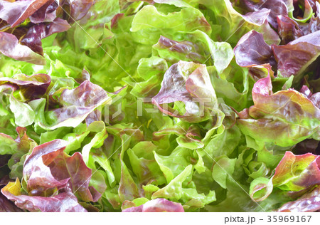 Lettuce isolated on white background 35969167
