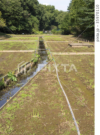 肥料が施された秋の花菖蒲園（埼玉県狭山市） 35970110