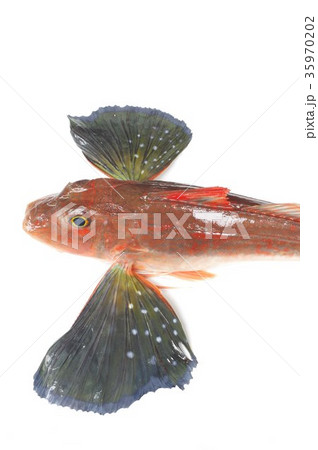 ホウボウ 上俯瞰 鰭開き 胸びれが発達した脚で海底を歩く魚 白身の高級魚 ホウボウ 上俯瞰 鰭開き 胸びれが発達した脚で海底を歩く魚 白身の高級魚 35970202