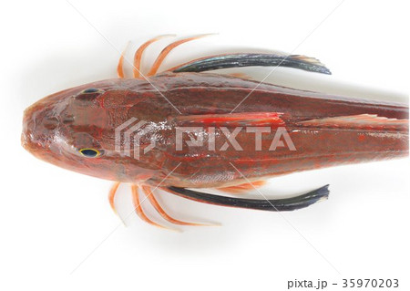 ホウボウ 半身上面 鰭閉じ 胸びれが発達した脚で海底を歩く魚 白身の高級魚 ホウボウ 半身上面 鰭閉じ 胸びれが発達した脚で海底を歩く魚 白身の高級魚 35970203