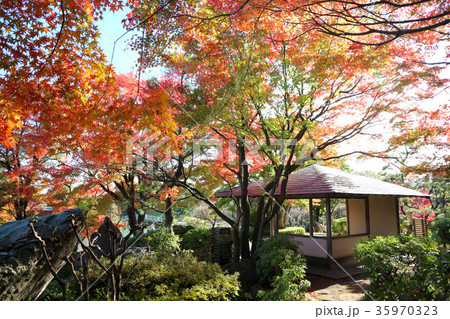 こしがや能楽堂 花田苑の紅葉 11月 埼玉県越谷市の写真素材