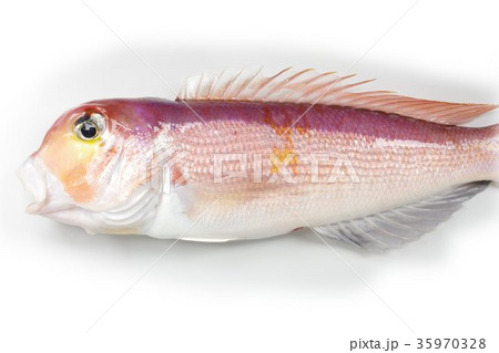 アカアマダイ 白身が淡白な味わいの高級魚 アカアマダイ 白身が淡白な味わいの高級魚 35970328