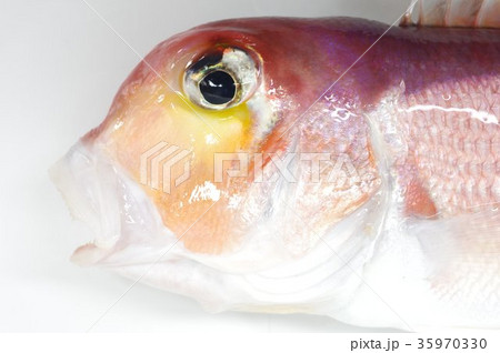 アカアマダイ 頭部 白身が淡白な味わいの高級魚 アカアマダイ 頭部 白身が淡白な味わいの高級魚 35970330