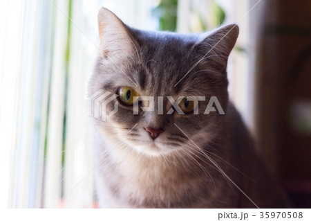 cat cat 35970508