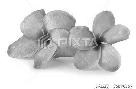 colorful plumeria flower isolated on white 35970557