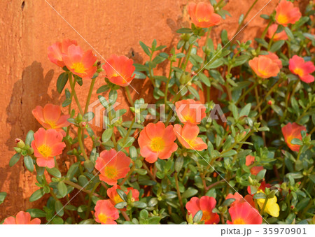 flowers background flowers background 35970901