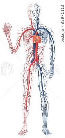 Circulation of Blood Circulation of Blood 35971113