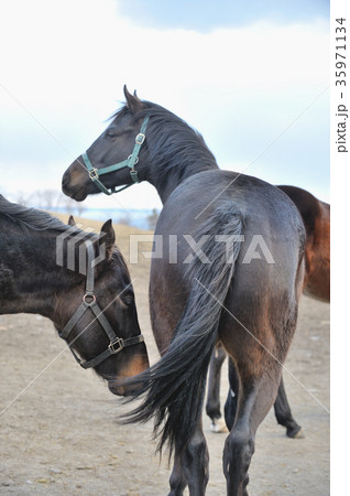 サラブレッド 35971134