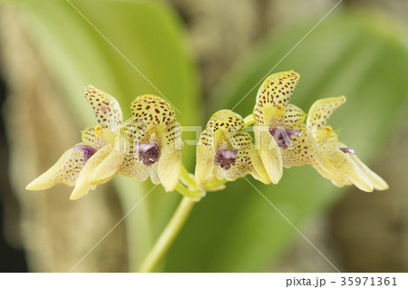 原種洋ランBulbophyllum guttulatumの写真 35971361