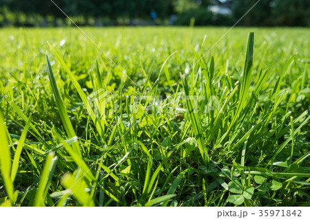 Natural summer background with green lawn grass. Natural summer background with green lawn grass. 35971842
