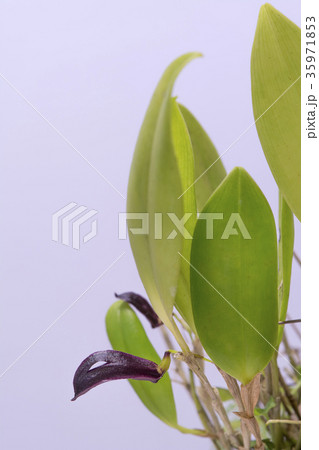 原種洋ランZootrophion atropurpureumの写真 35971853