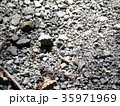 トカゲ 35971969