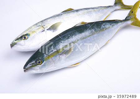 ブリ　食材 35972489