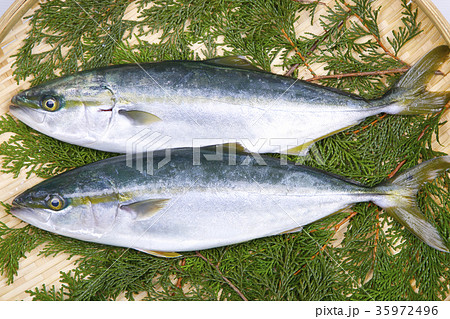 ブリ　食材 35972496