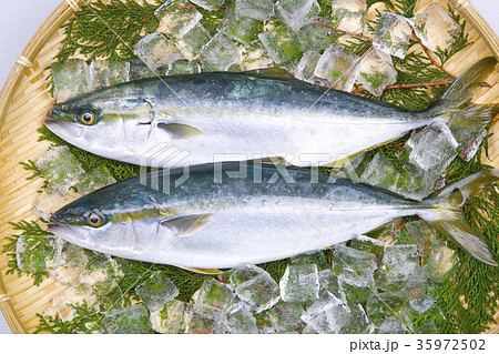 ブリ　食材 35972502