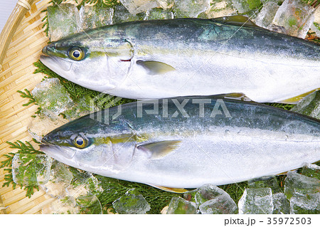 ブリ　食材 35972503