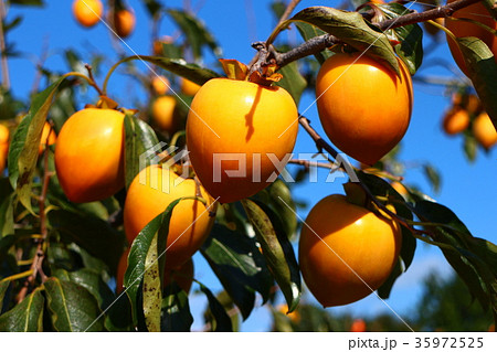 あたご柿 35972525