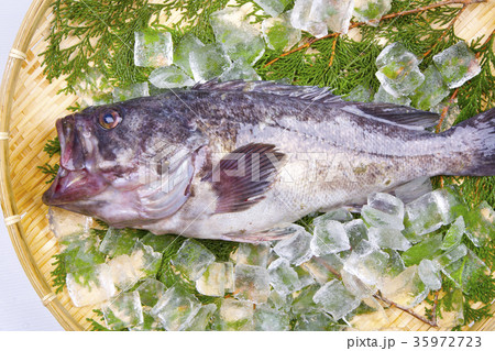 クロソイ　食材 35972723