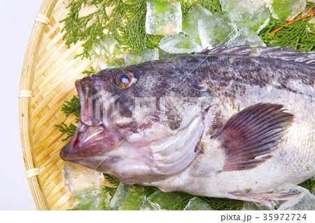 クロソイ　食材 35972724