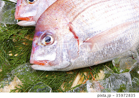 チダイ　食材 35972835