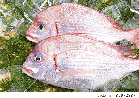 チダイ　食材 35972837