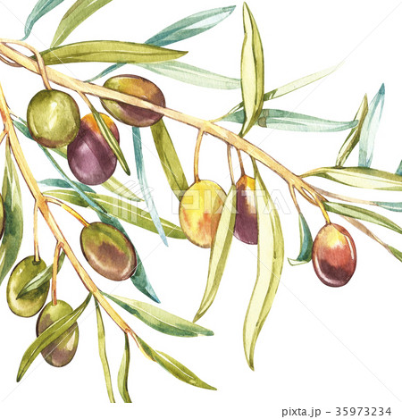 Banners with ripe black and green olives on white 35973234