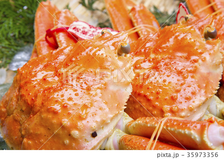 ズワイガニ　食材 35973356