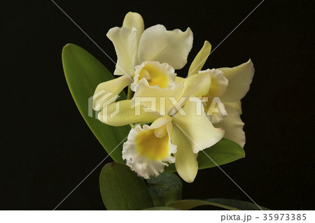 洋ラン　カトレア　Rlc.Prince of Orient "Nana" の写真 35973385