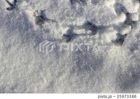 Footprints of a bird doves in the snow in winter. 35973386