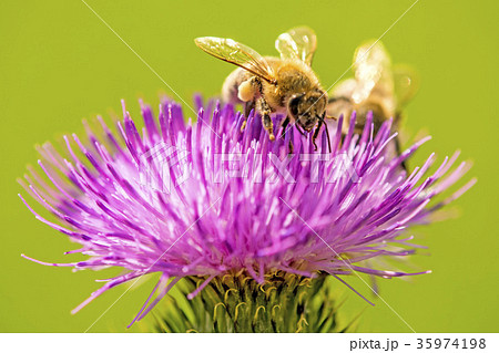 bee on flower of a thistle 35974198